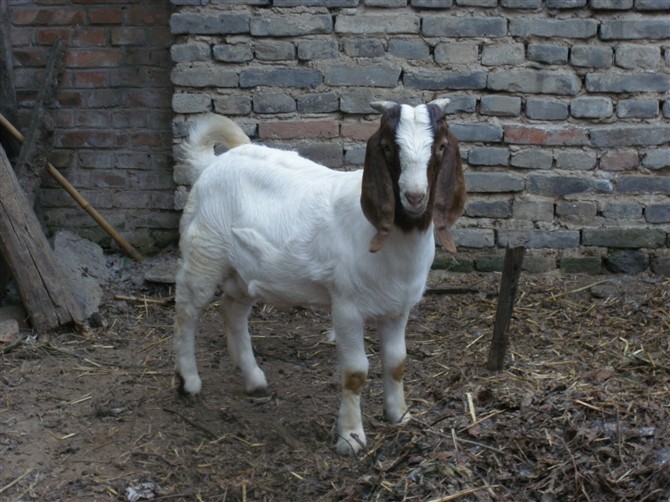 波尔山羊种公羊