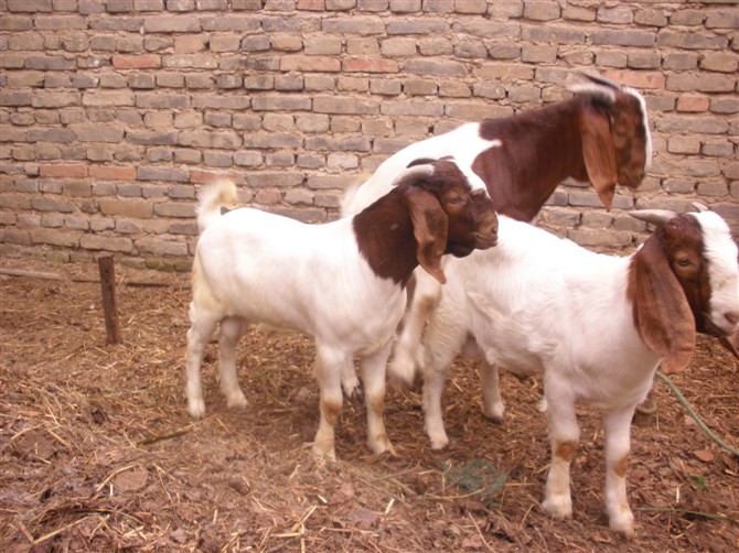 波尔山羊种公羊